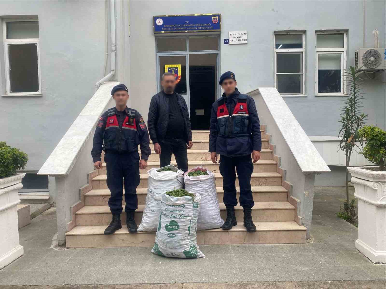 Germencik'te incir bahçesinde jandarmadan suçüstü