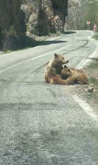 Munzur Vadisi'nde anne ayı yol ortasında yavrusunu besledi