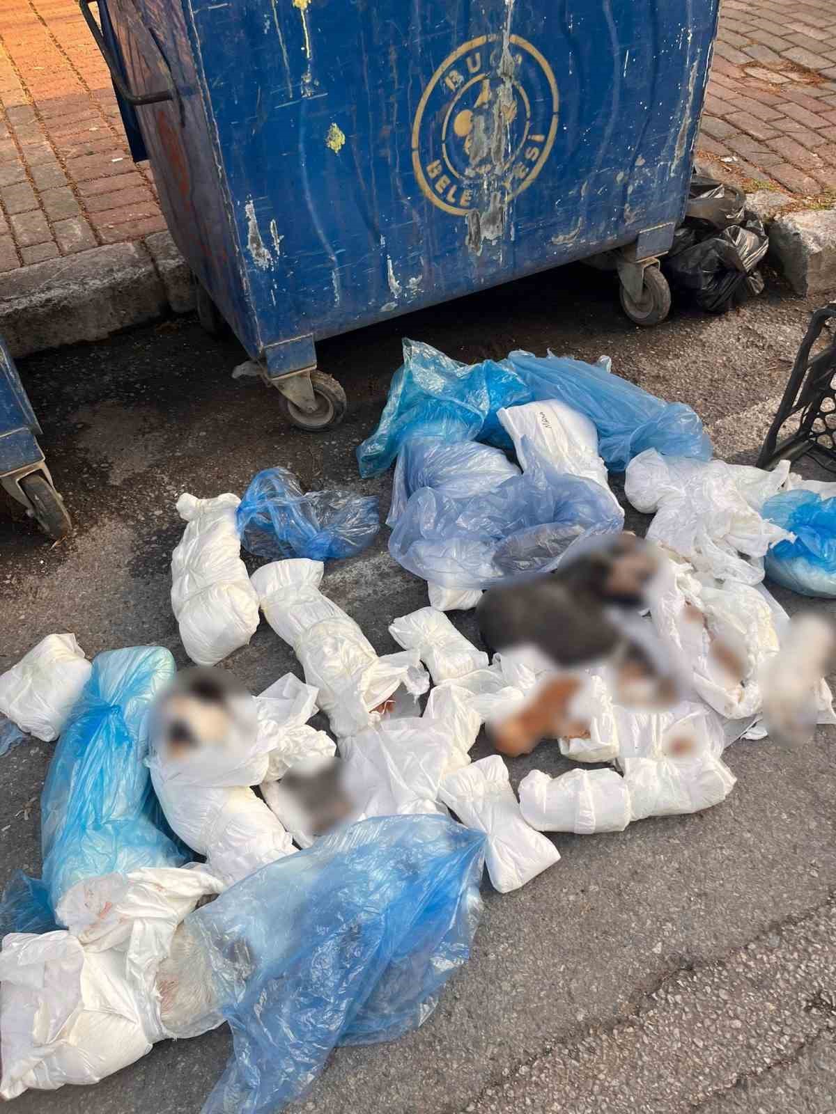 İzmir'de 33 ölü kedi olayında gözaltına alınan veteriner, tutuklama talebiyle mahkemeye sevk edildi