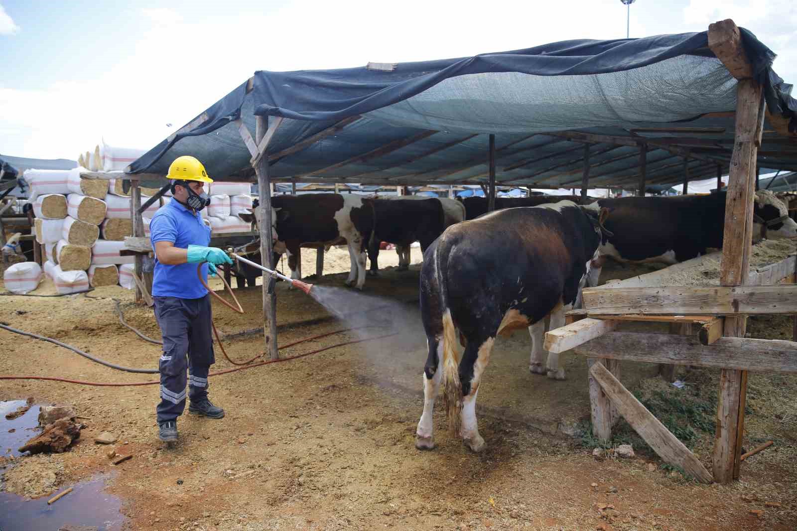 Büyükşehirden 6 farklı noktada ücretsiz kurban kesim hizmeti