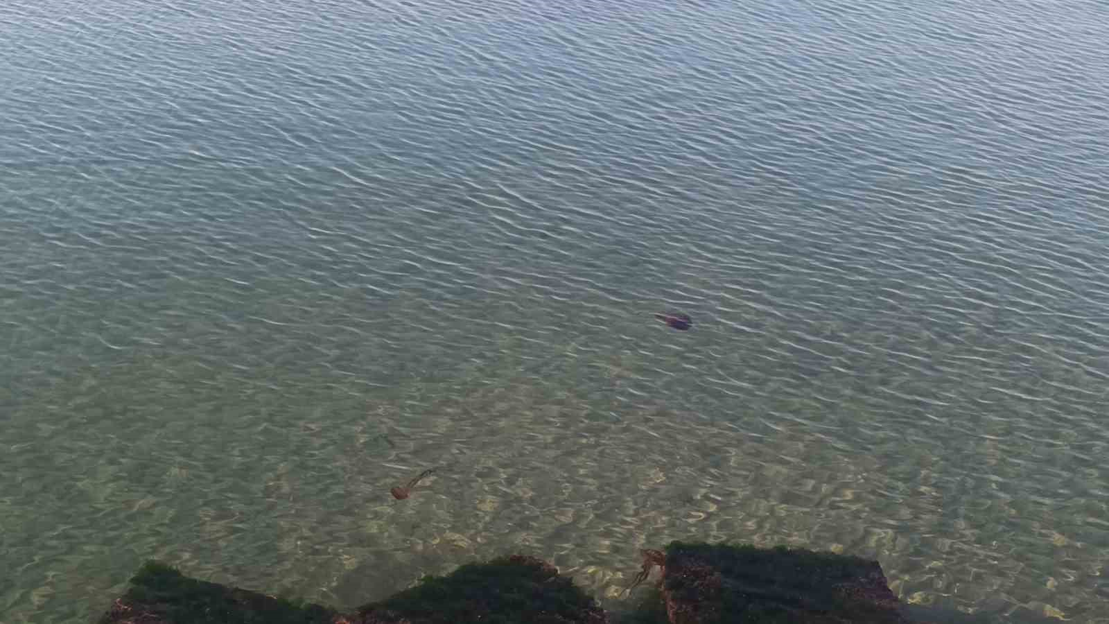 Zehirli pusula deniz anaları Tekirdağ sahilinde görüldü