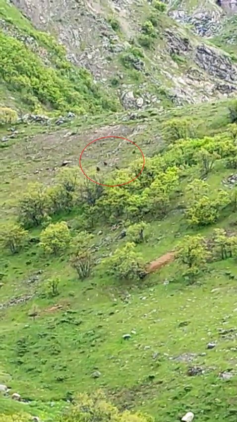 Tunceli'de ayı sürüsü görüntülendi