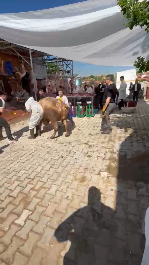 Kütahya'da kaçmaya çalışan kurbanlık kesim görevlisini savurdu