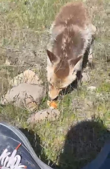 Ahlat'ta aç tilki piknik sofrasına ortak oldu