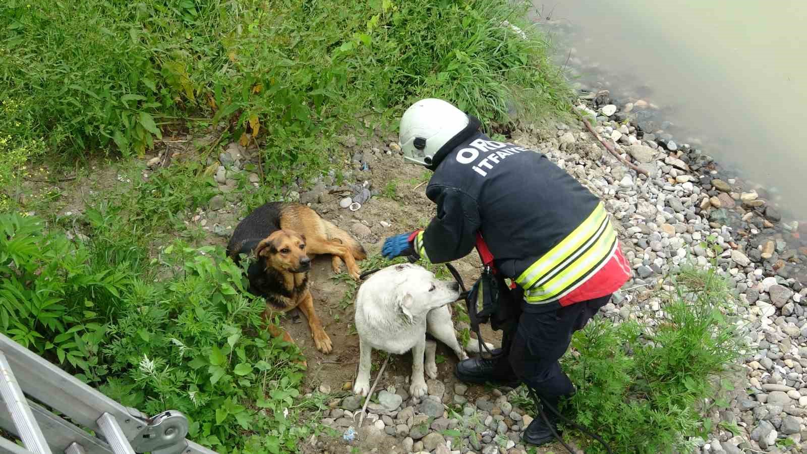 Ordu'da ırmak yatağında mahsur kalan köpekleri itfaiye kurtardı
